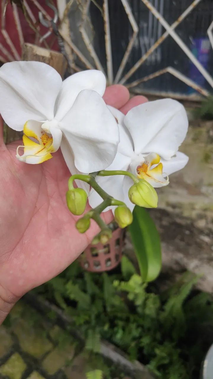 Orquídea Cattleya, Phal e outras - Foto 4
