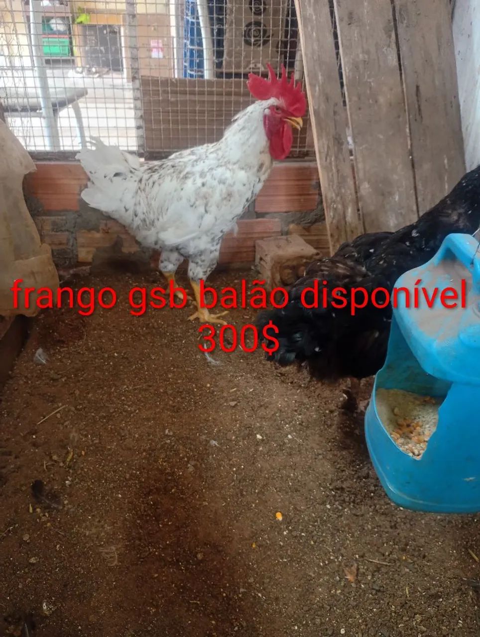 Frango gsb balão disponível  - Foto 3