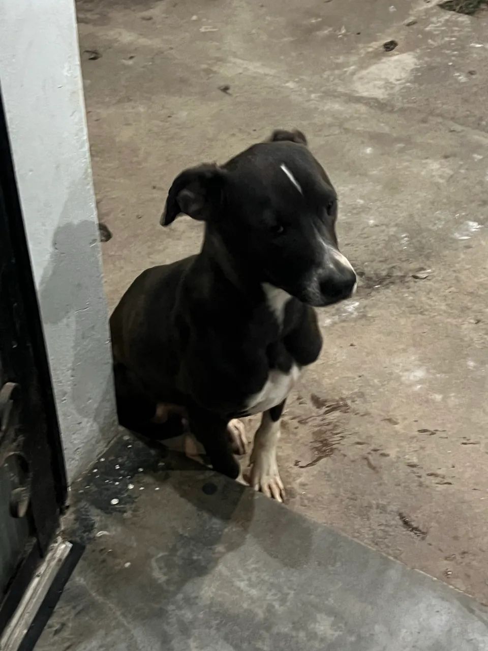 Doa-se cachorro 