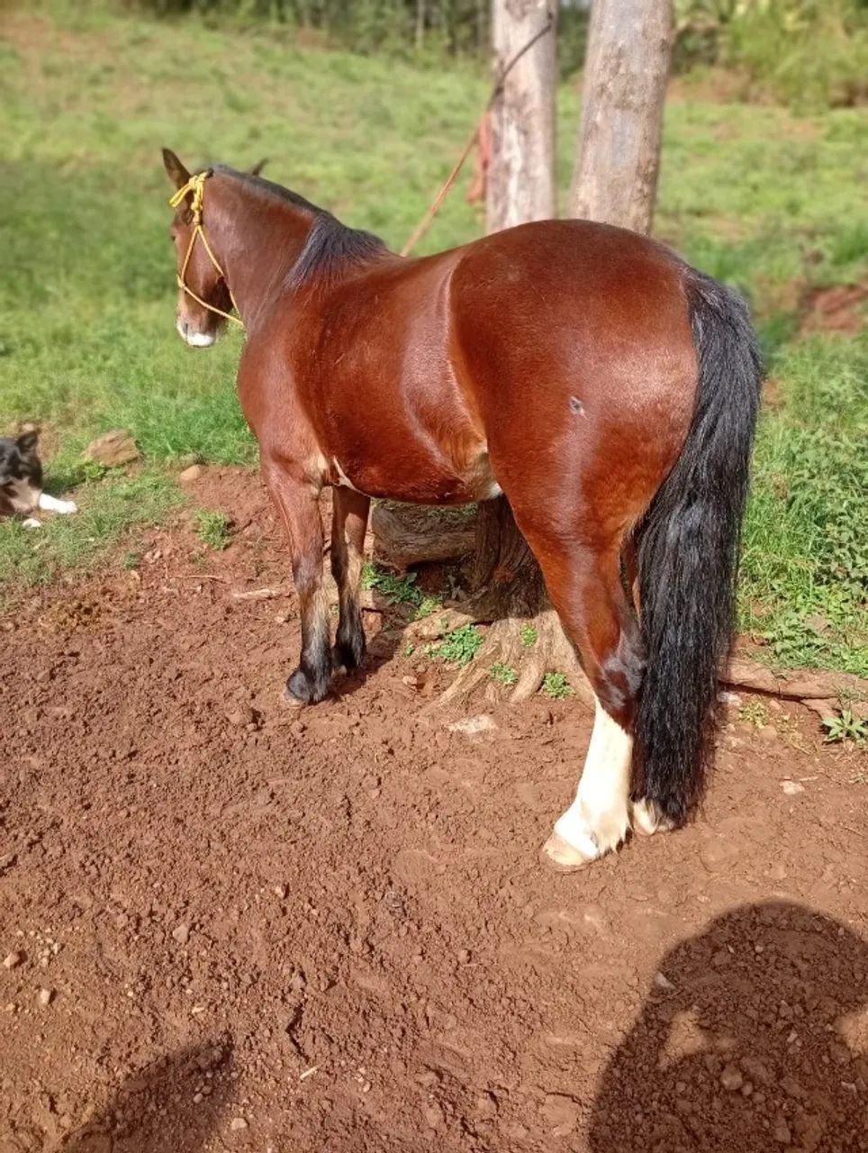 Cavalo Crioulo - Colorado - Foto 6