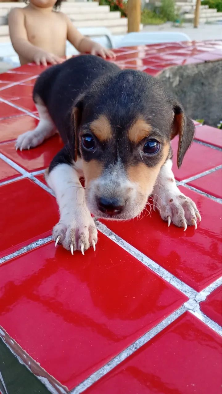 Filhotes para Doar - Foto 5