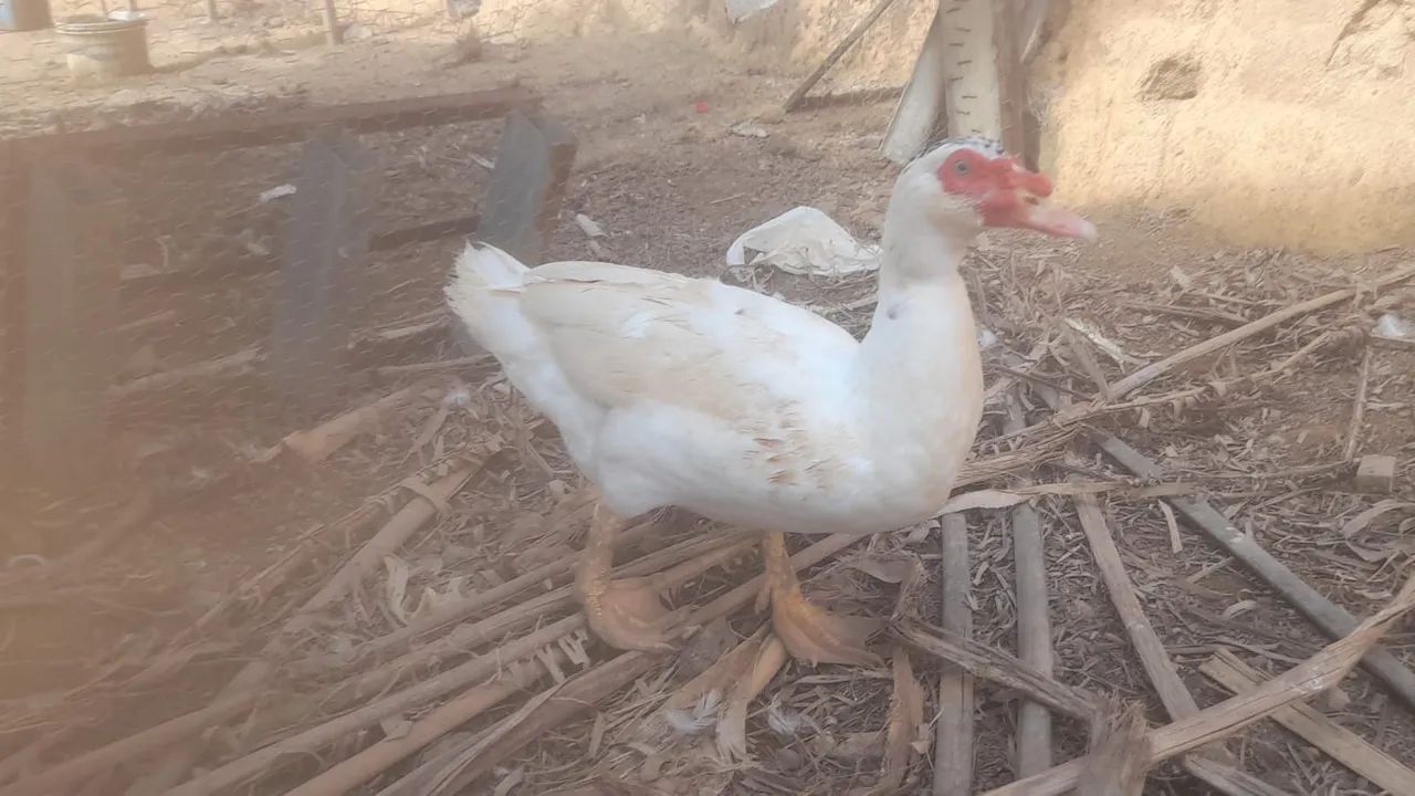 Vendo patos  - Foto 2