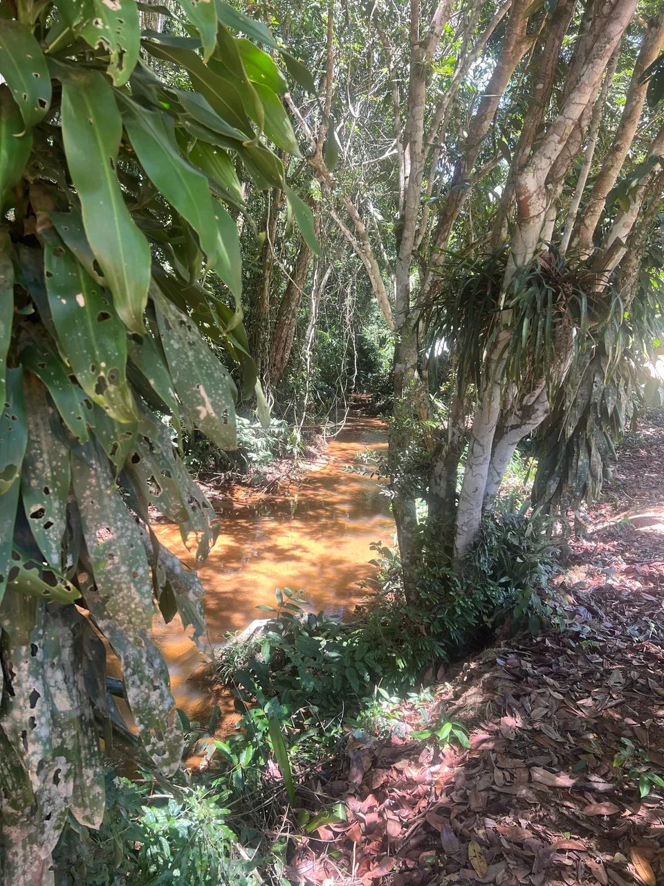Foto - Viana - Marcílio de Noronha