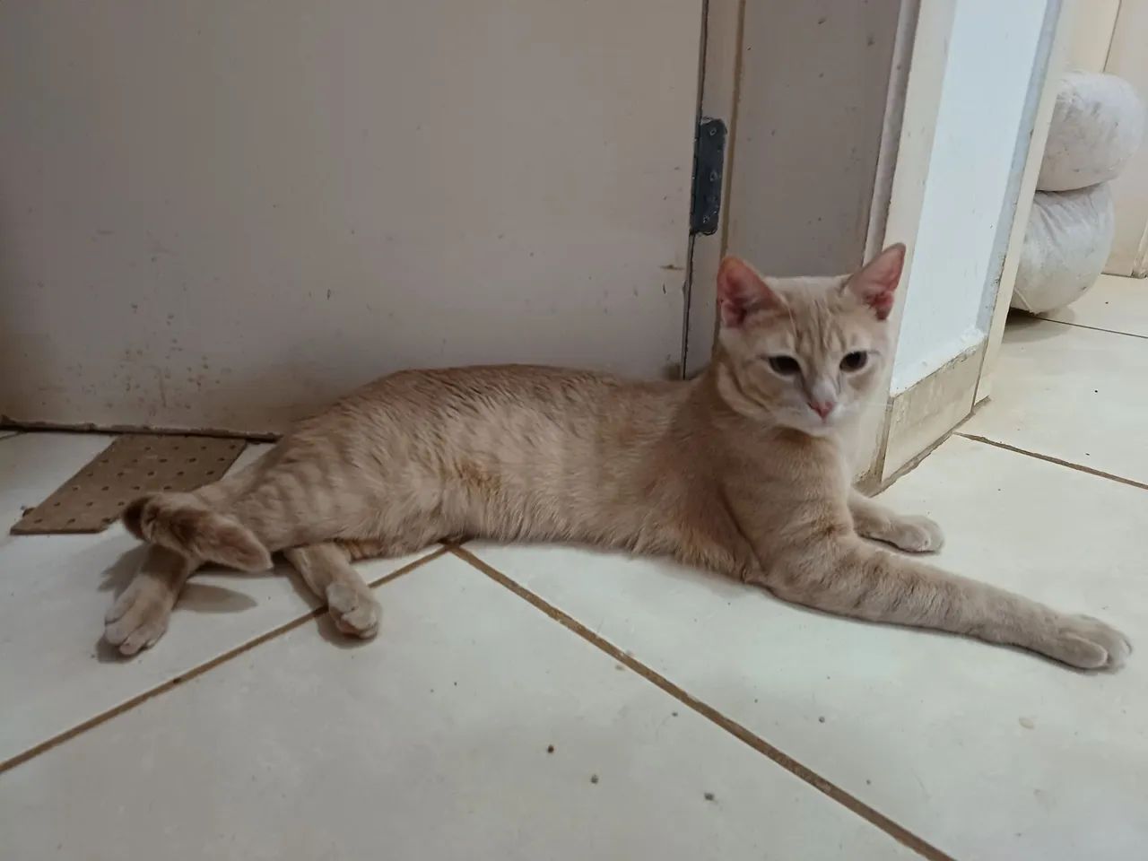 Doação responsável - Foto 2