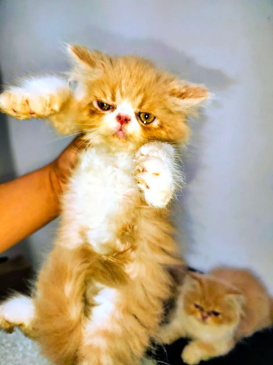 VENDE-SE GATOS PERSAS  - Foto 4