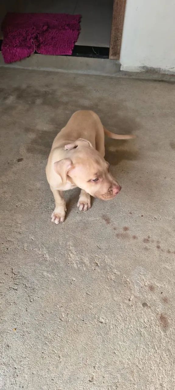 Vendo Pitbull  - Foto 4