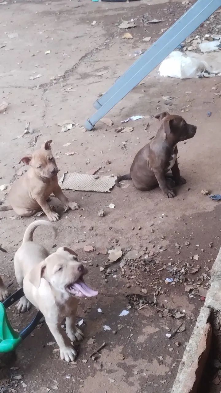 Filhotes de Pitbull  - Foto 5