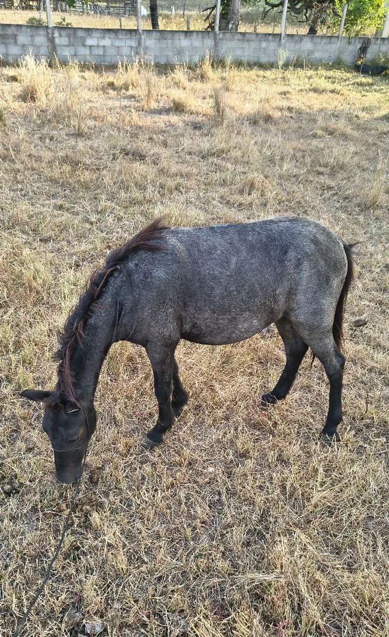 Pônei Rosilho de proto - Foto 2