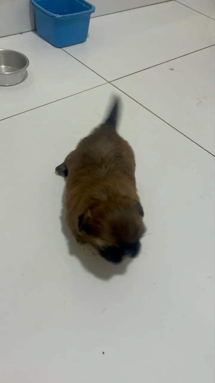 Shitzu mini puro ( macho ) - Foto 3