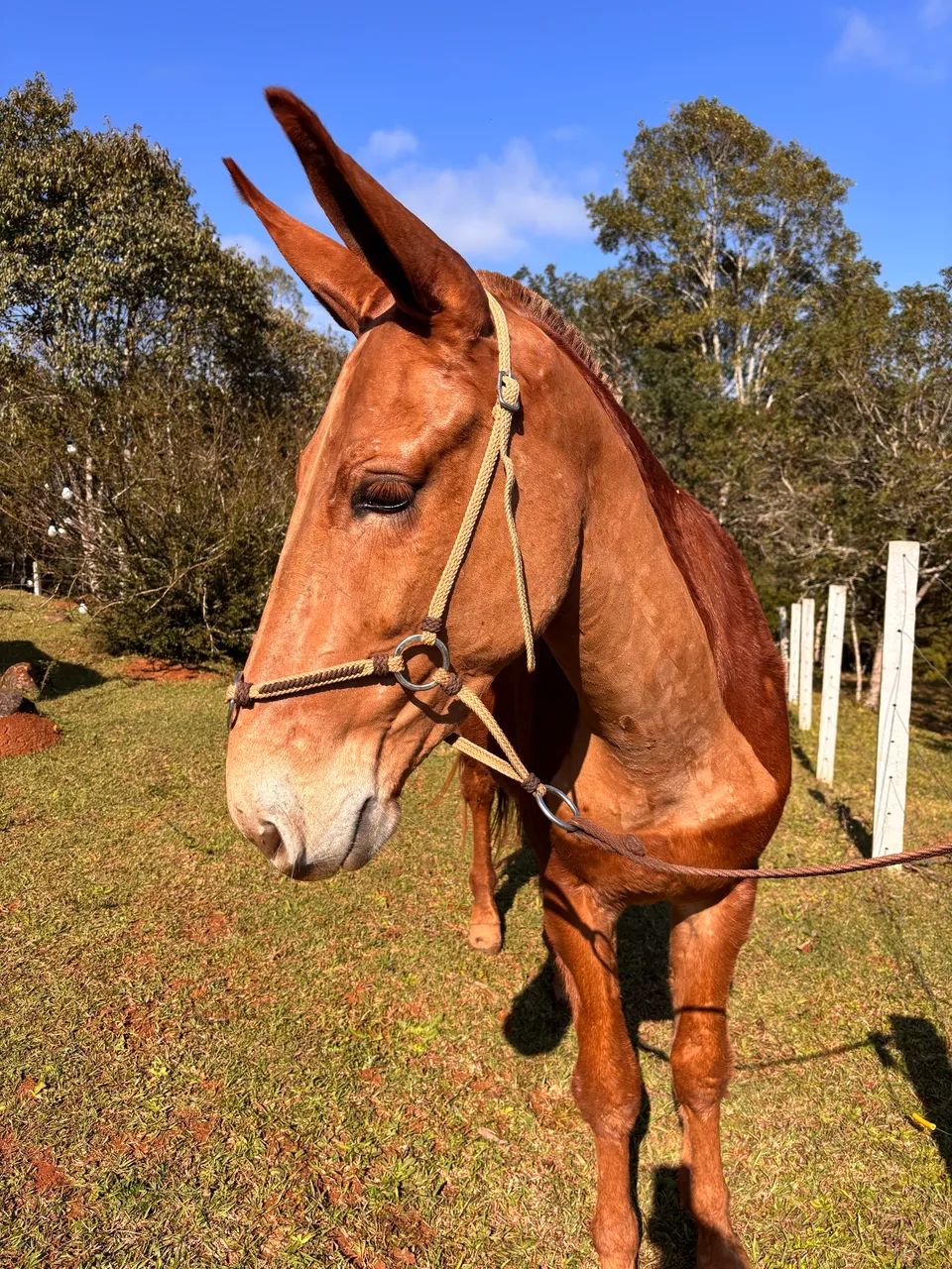Vendo Burro