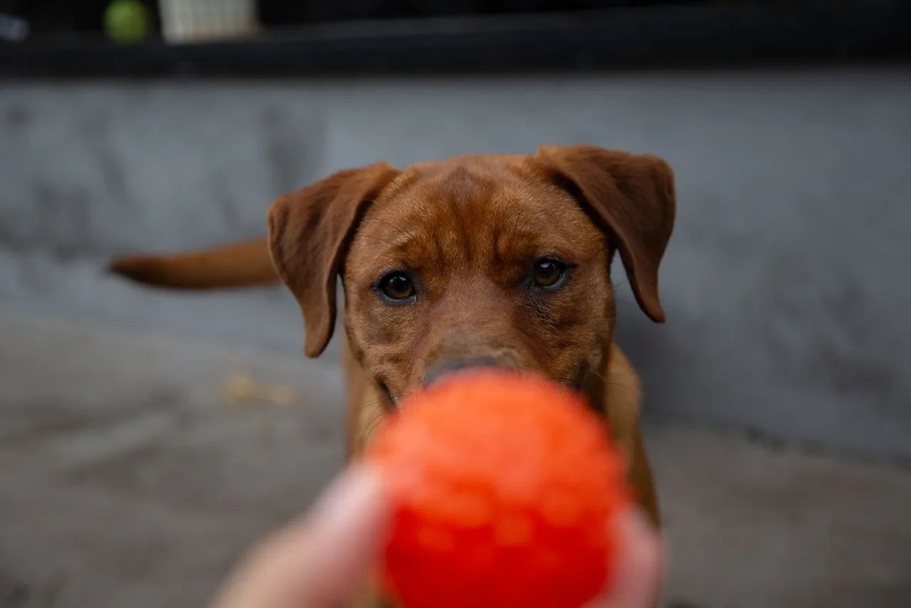 Doação cachorra porte grande
