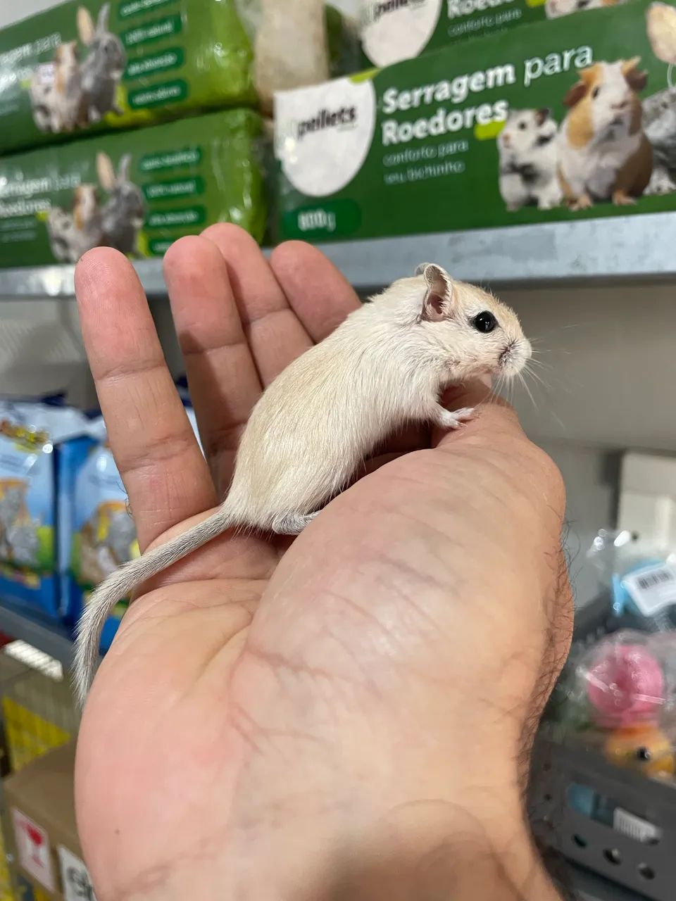 Gerbil filhotes - Foto 4
