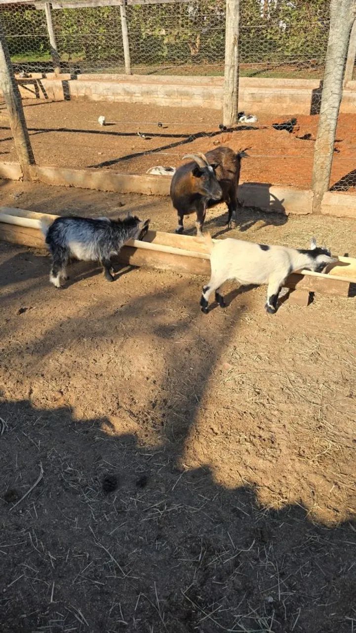 Mini Cabra/ micro cabra