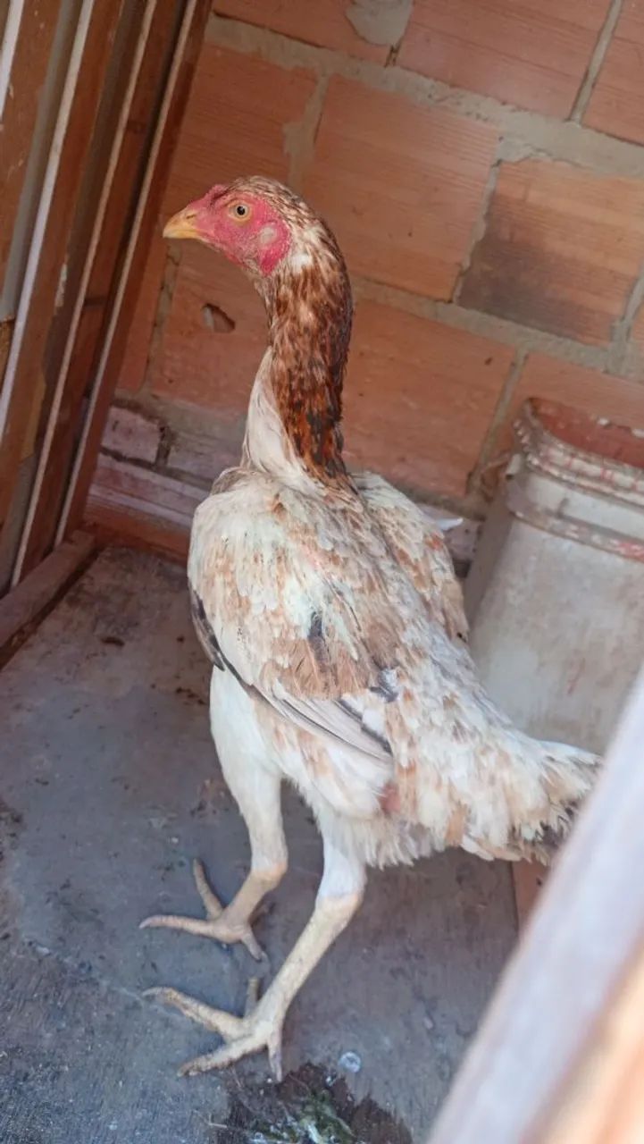 Vendo uma  franga carioca é um frango - Foto 2