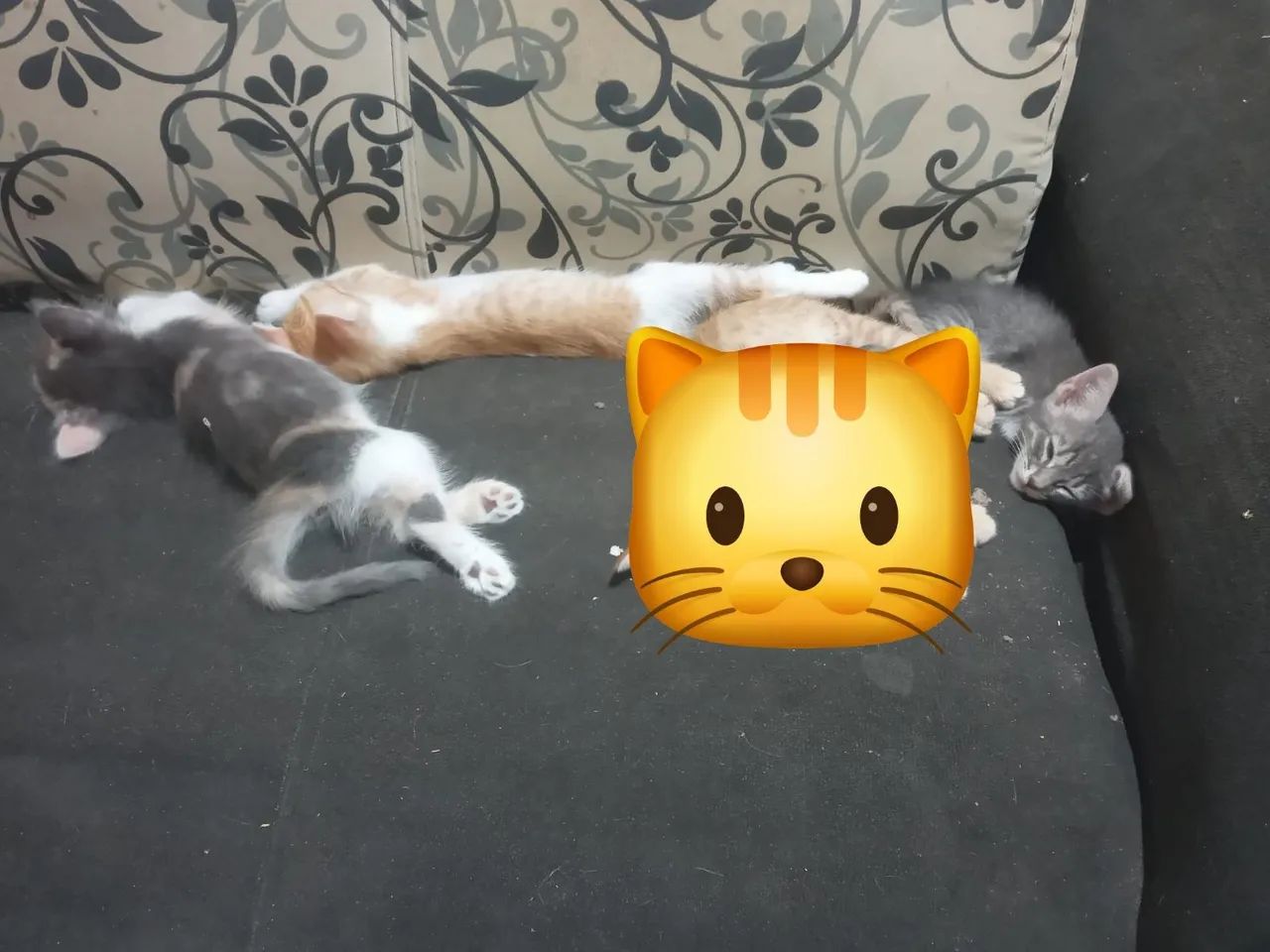 Gatinhos para doação
