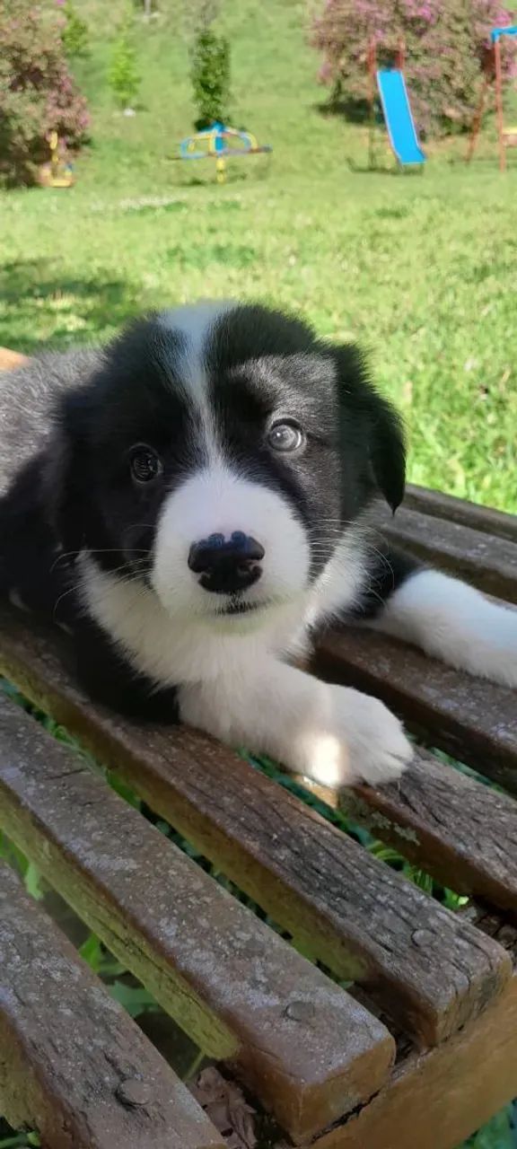 Border collie - Foto 5