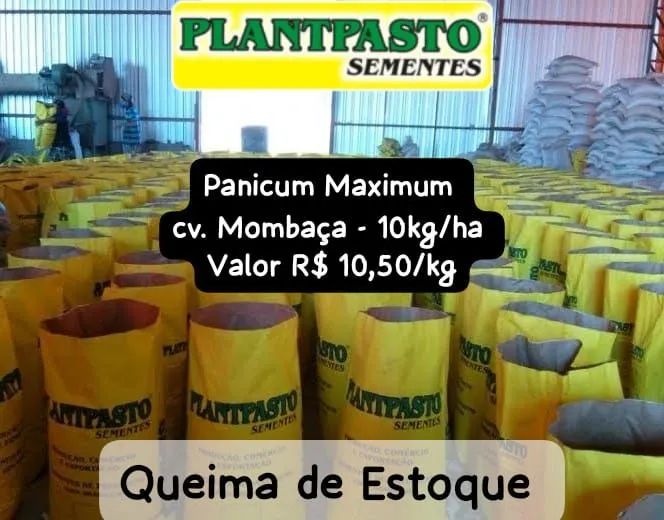 SEMENTES PARA PASTAGENS 