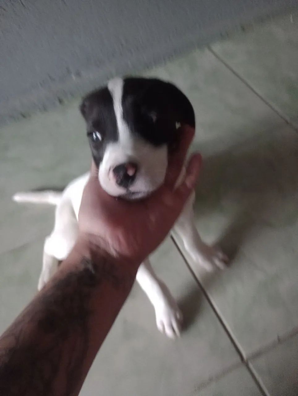 Doa se mestiço de pittbul - Foto 5