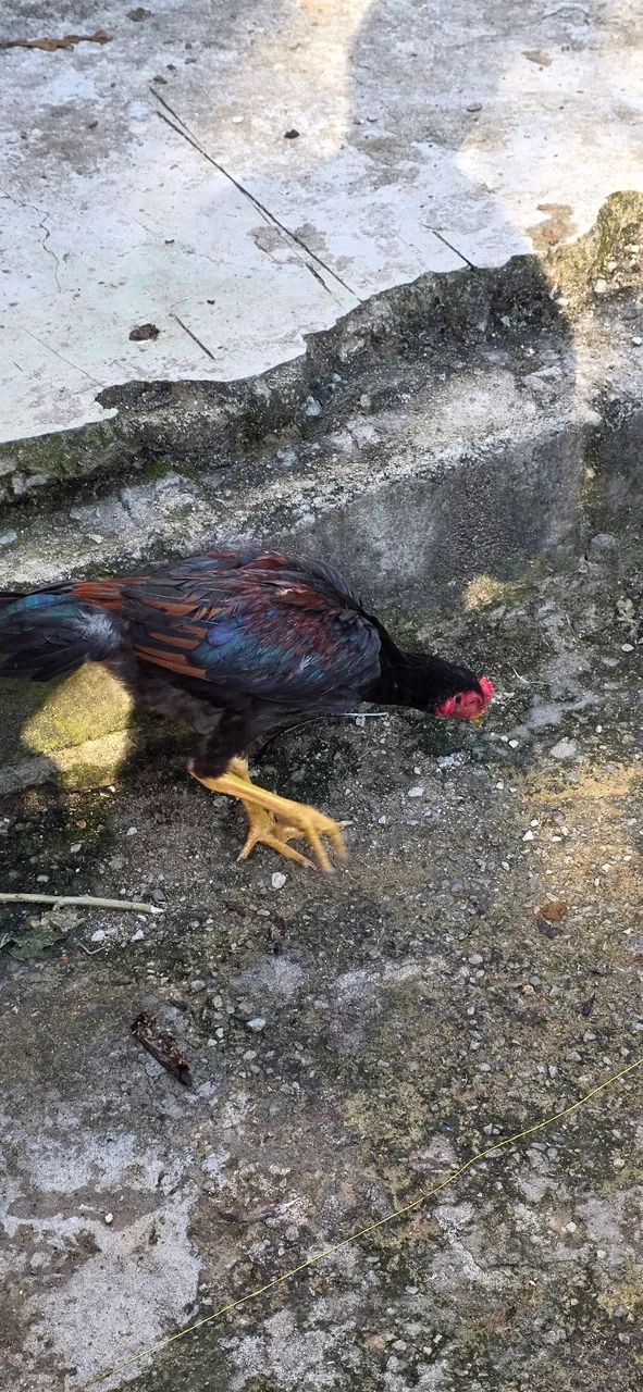 Frango índio  - Foto 3