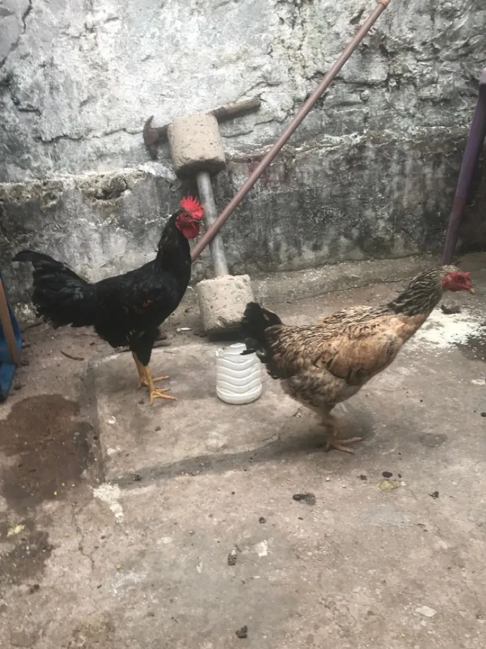 Galinha 