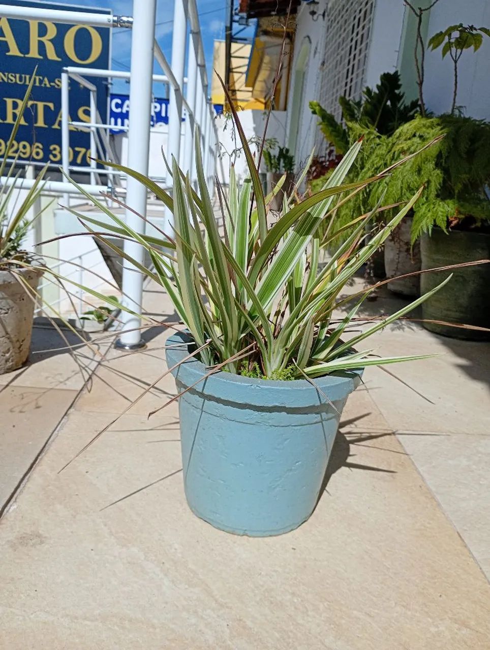 Samambaia portuguesa em vaso de cimento 36x36  - Foto 4