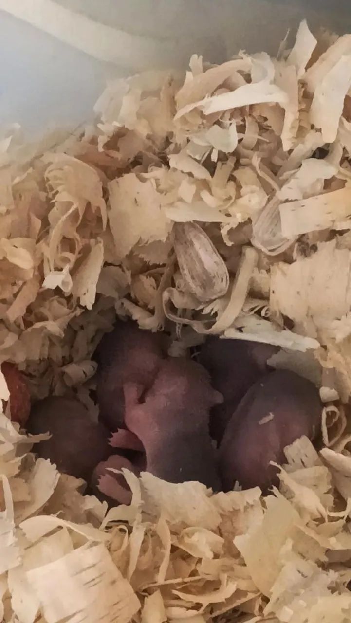 Russian Dwarf Hamster