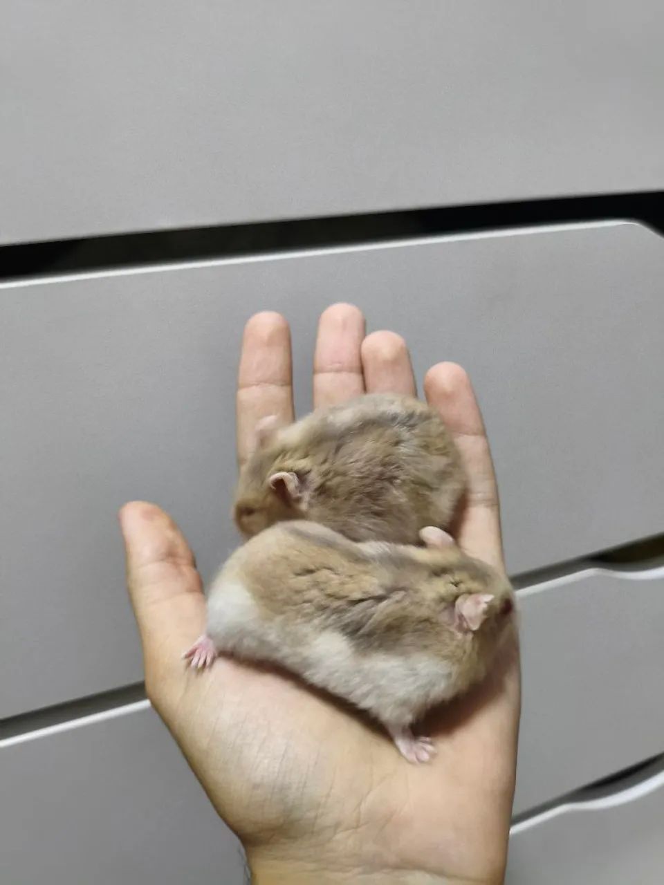 Hamster anão russo - Foto 3