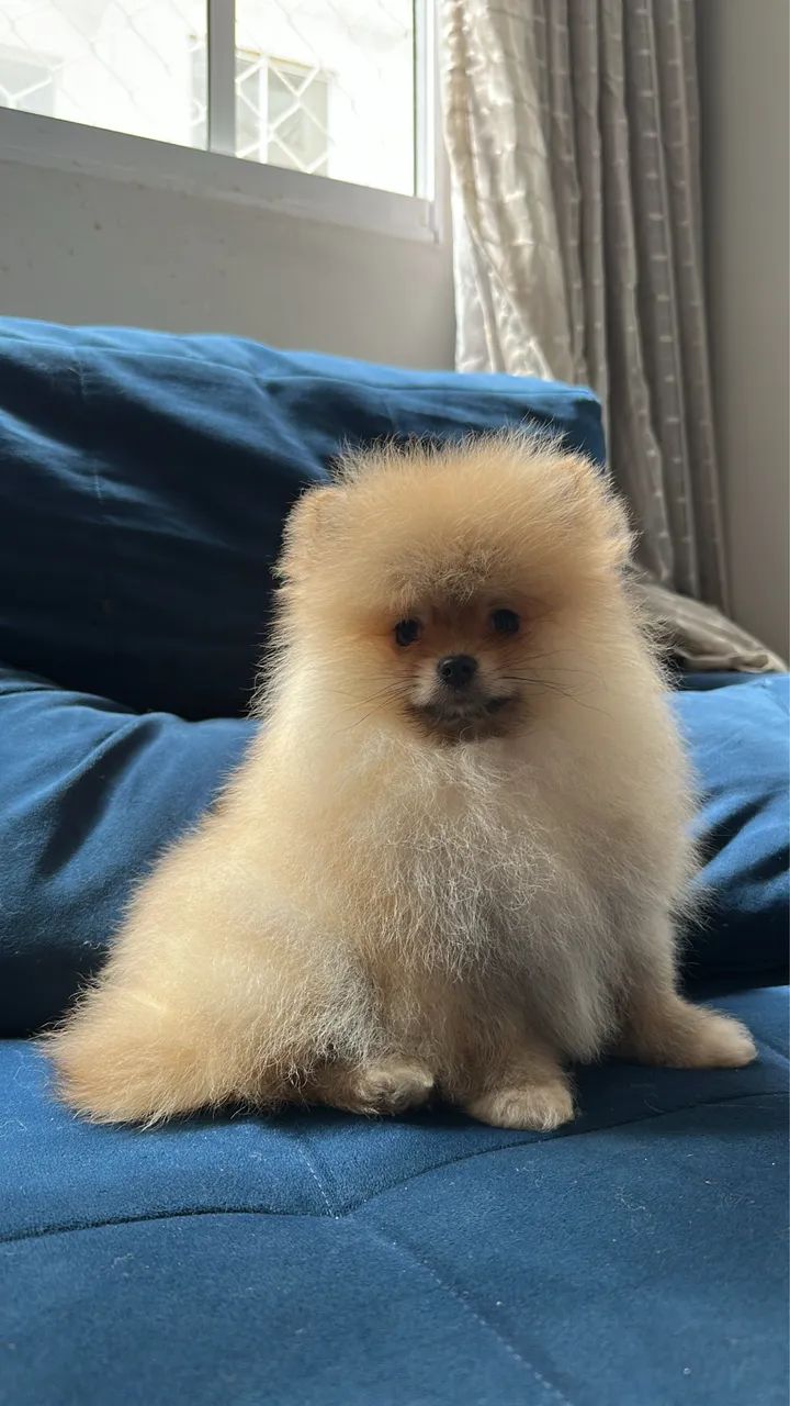 Spitz alemão  - Foto 2