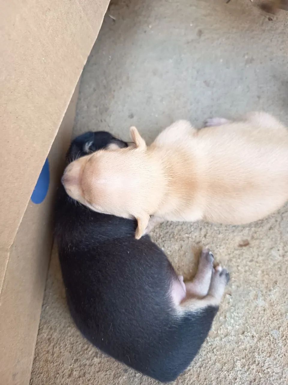 Pinscher  - Foto 2