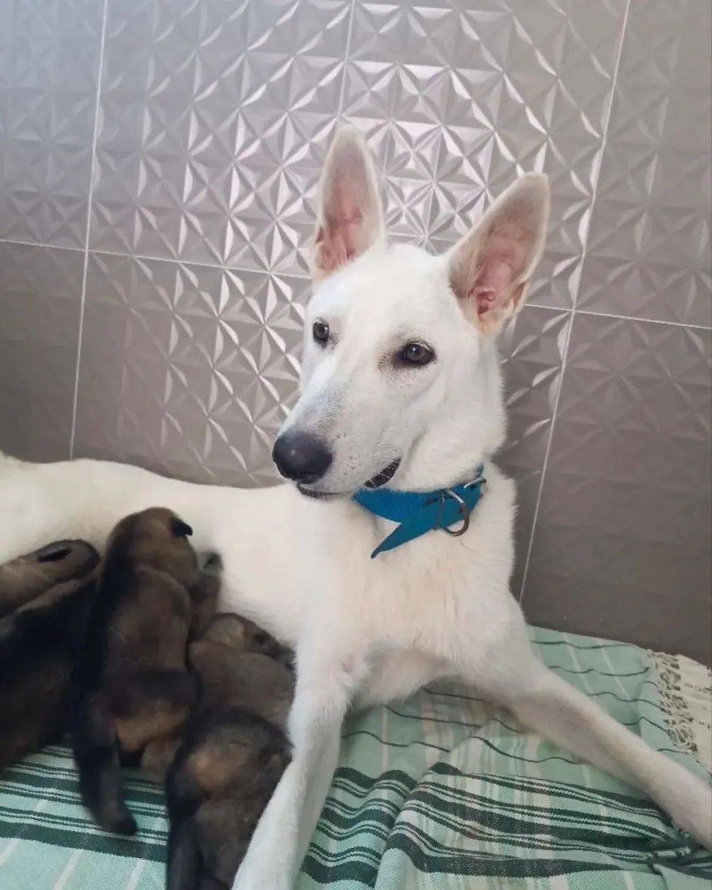 Cachorro - Foto 5