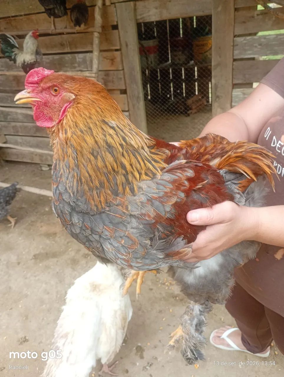 Vende-se 2 galos e 2 galinhas  - Foto 4