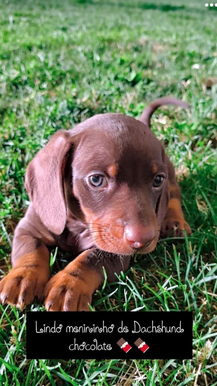 Dachshund macho chocolate  - Foto 4
