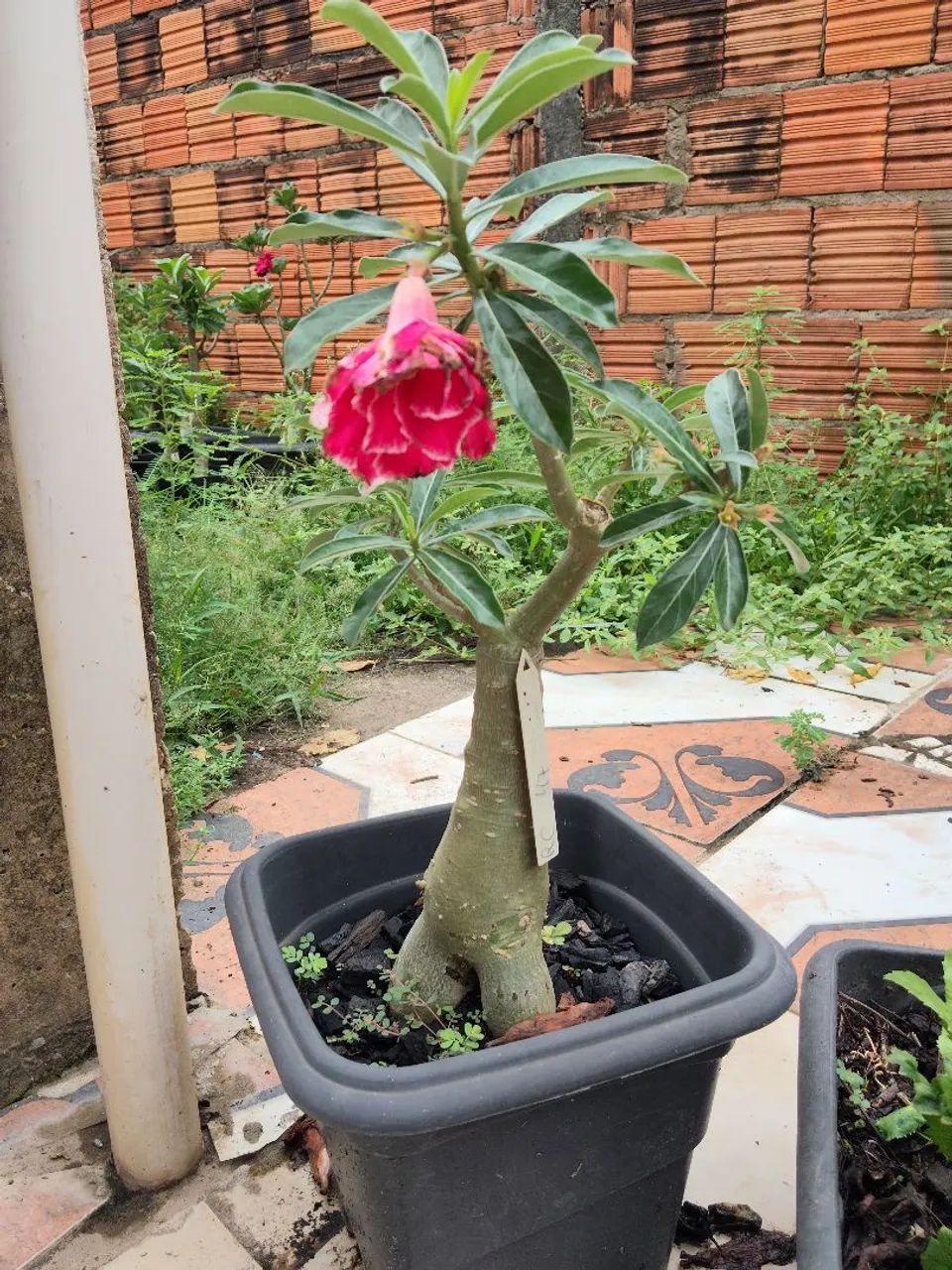 Rosas do Deserto - Foto 5