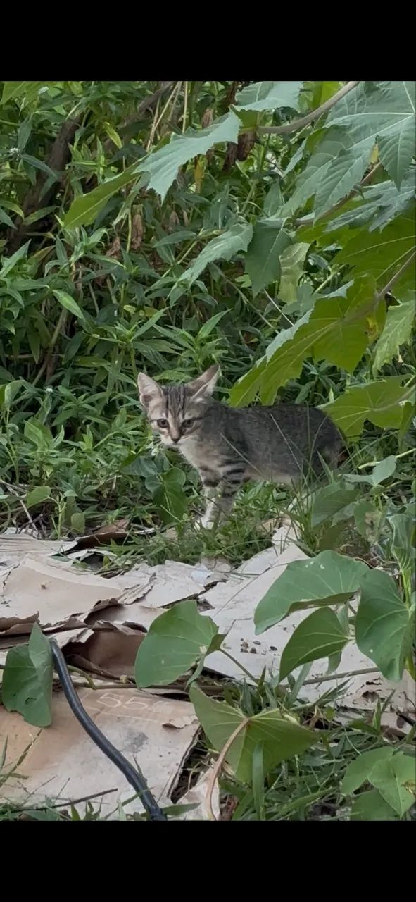 Gatinhos para adoção responsável  - Foto 3