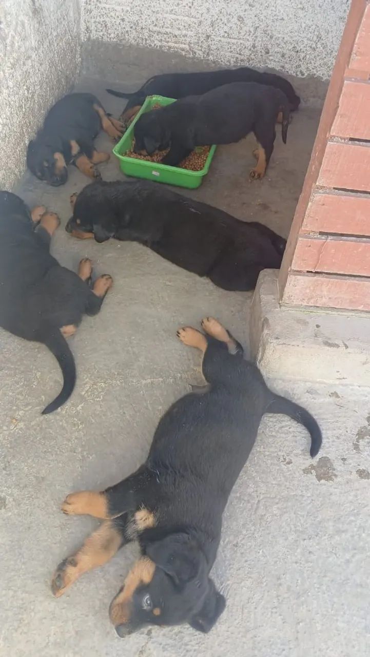 Filhotes de rottweiler  - Foto 3