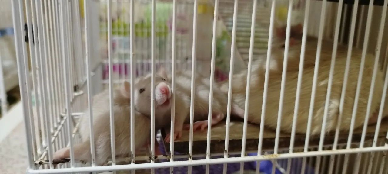 Rato Twister filhotes - Foto 2