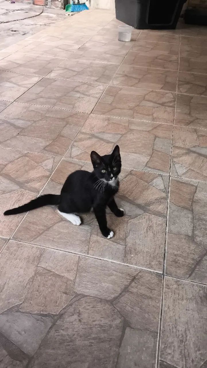 Gatinhas para doação  - Foto 2