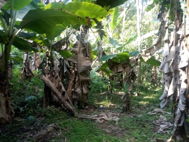 Chácara - América de Cima - Morretes - Foto 3