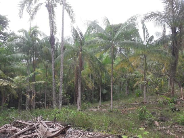 Venda de terreno - Foto 6