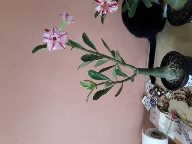Rosa do deserto - Foto 3