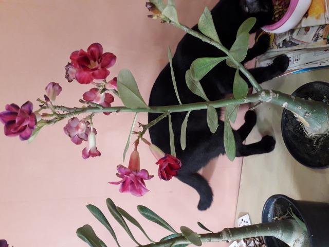 Rosa do deserto - Foto 6