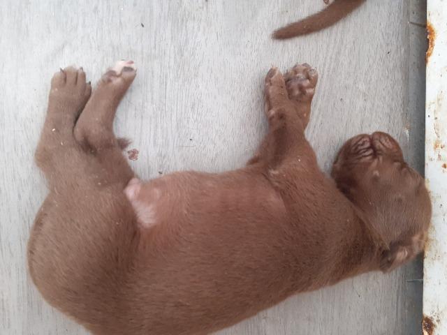 Vendo filhotes de labrador - Foto 3