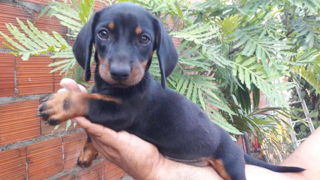 Filhotes de Dachshund Arlequim Tri Merle - Foto 6