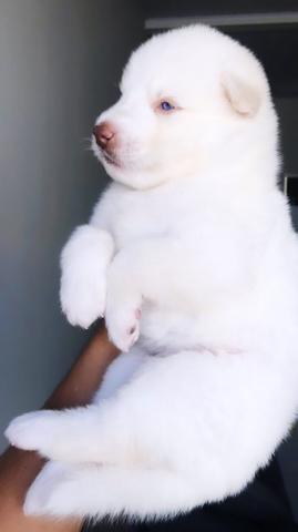 Filhotes de Husky Siberiano Wooly - Barreiras-BA - Foto 4