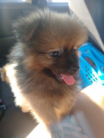 Cachorro - Foto 2