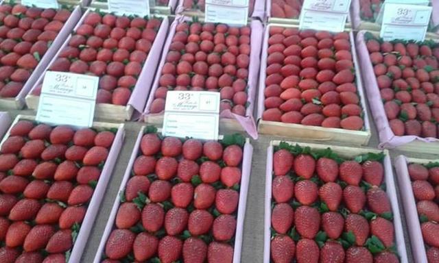 VENDO mudas de morangos importados