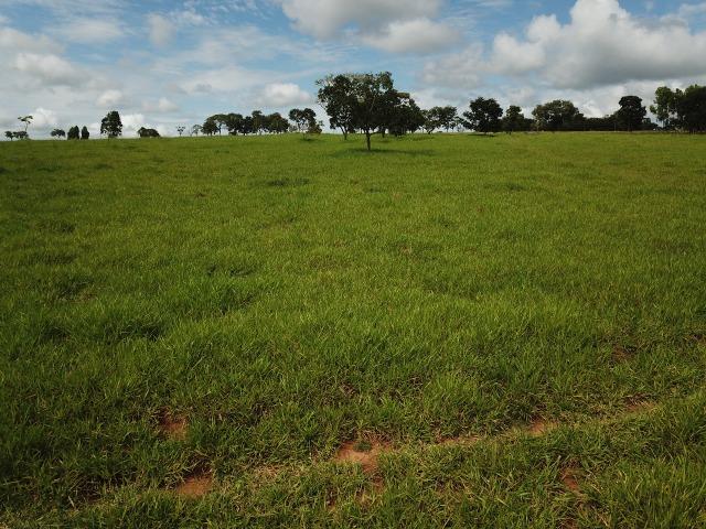 Fazenda em Bela Vista de Goiás de 15 Alqueires, à 45 km de Goiânia Dentro da Cidade - Foto 7