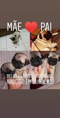 Pug Belos filhotes disponíveis
