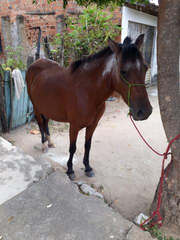 Uma besta preia primeira cria - Foto 2