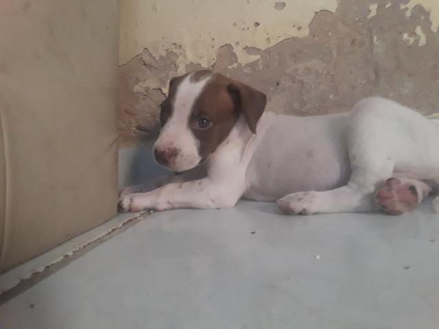 Vendo essa linda pitbull ela tem 2 meses já interessados chama no zap ou ligar * - Foto 6
